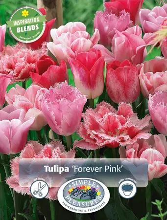 Tulipa Forever Pink | Cappers 10 x 15 - image 1