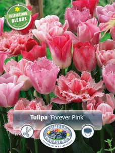 Tulipa Forever Pink | Cappers 10 x 15 - image 3