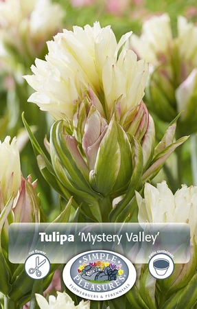 Tulipa Fosteriana Mystery Valley | 80 pce - image 3