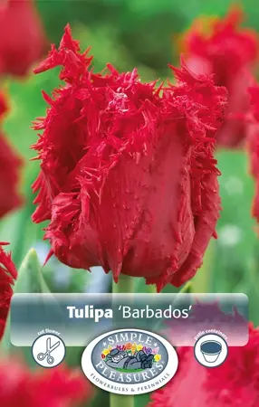 Tulipa Fringed Barbados | Cappers 5 x 20 - image 1