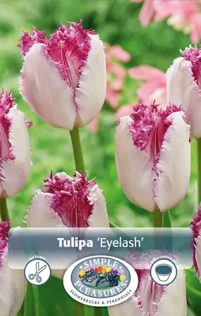 Tulipa Fringed Eyelash | 80 pce - image 1