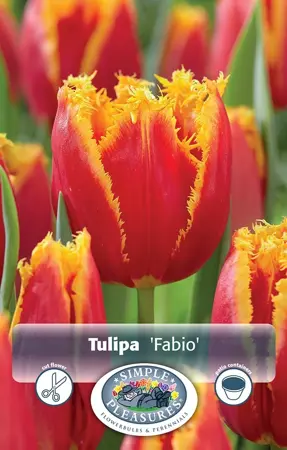 Tulipa Fringed Fabio | Cappers 5 x 20 - image 1