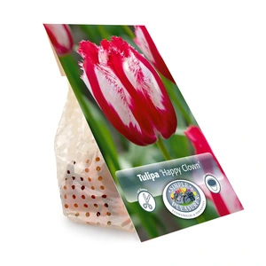 Tulipa Fringed Happy Clown | Capper 20 x 5 - image 3