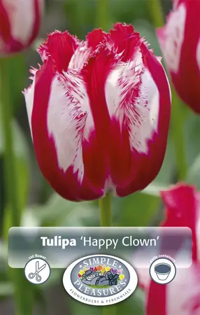 Tulipa Fringed Happy Clown | Capper 20 x 5 - image 1