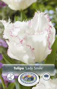 Tulipa Fringed Lady Smile | 80 pce - image 2