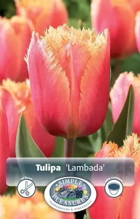 Tulipa Fringed Lambada | 80 pce - image 1