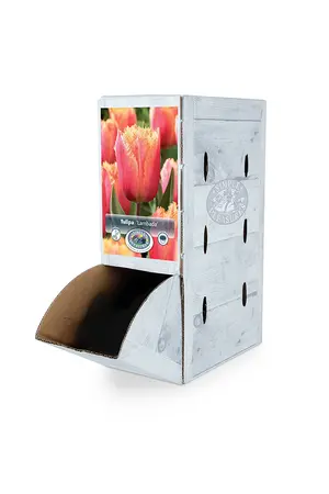 Tulipa Fringed Lambada | 80 pce - image 2