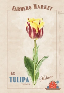 Tulipa Helmar | Cappers 6 x 20 - image 4