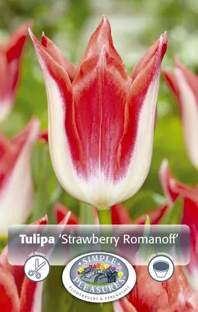 Tulipa Lily-Flowering Strawberry Romanoff | Cappers 5 x 20 - image 1