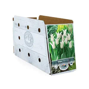 Tulipa Lily-Flowering Tres Chic | Cappers 5 x 20 - image 2