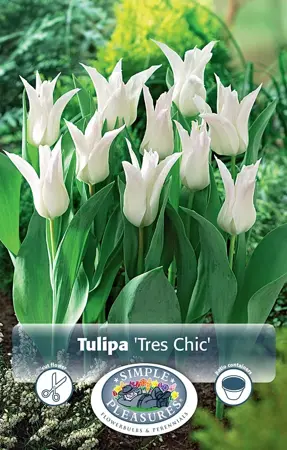 Tulipa Lily-Flowering Tres Chic | Cappers 5 x 20 - image 1