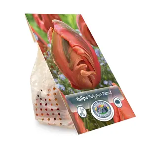 Tulipa Parrot Avignon | Cappers 5 x 20 - image 3
