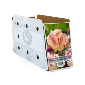 Tulipa Parrot Blushing | Cappers 5 x 20 - image 2