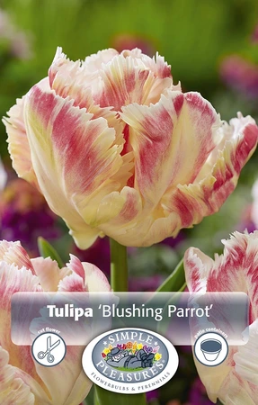Tulipa Parrot Blushing | Cappers 5 x 20 - image 3