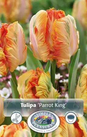 Tulipa Parrot King | 80 pce - image 1