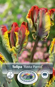 Tulipa Parrot Rasta | 80 pcs
