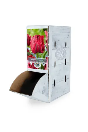 Tulipa Parrot Red Madonna | 80 pcs - image 2