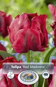 Tulipa Parrot Red Madonna | 80 pcs