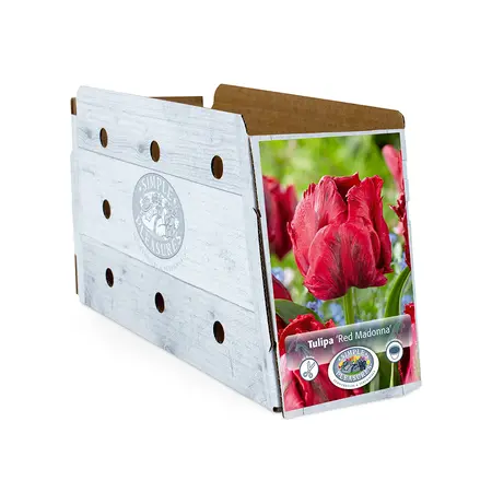 Tulipa Parrot Red Madonna | Capper 20 x 5 - image 2