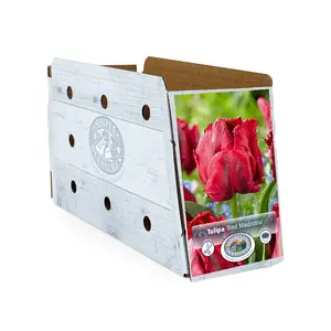 Tulipa Parrot Red Madonna | Capper 20 x 5 - image 2