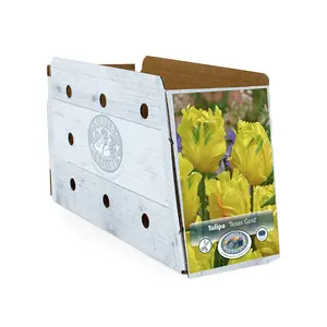 Tulipa Parrot Texas Gold | Capper 20 x 5 - image 2