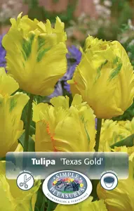 Tulipa Parrot Texas Gold | Capper 20 x 5