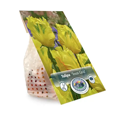 Tulipa Parrot Texas Gold | Capper 20 x 5 - image 3