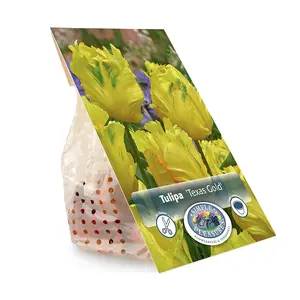 Tulipa Parrot Texas Gold | Capper 20 x 5 - image 3