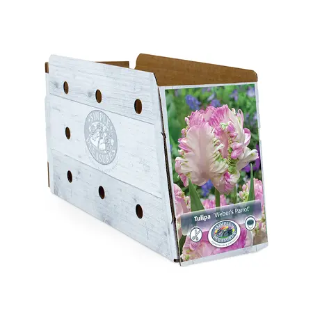 Tulipa Parrot Weber's | Capper 20 x 5 - image 2