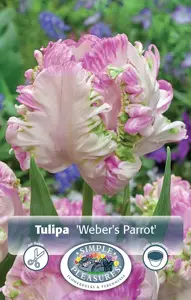 Tulipa Parrot Weber's | Capper 20 x 5