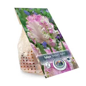 Tulipa Parrot Weber's | Capper 20 x 5 - image 3