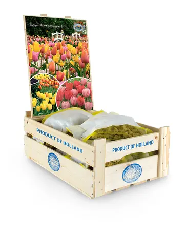 Tulipa Party Popper | Bag 20 x 25 - image 2