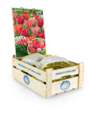 Tulipa Pink Promise | Bag 20 x 25 - image 2