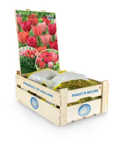 Tulipa Pink Promise | Bag 20 x 25 - image 2