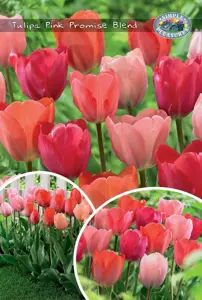 Tulipa Pink Promise | Bag 20 x 25