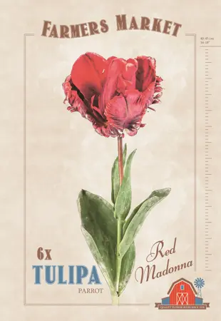 Tulipa Red Madonna | Capper 20 x 6 - image 1
