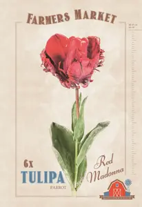 Tulipa Red Madonna | Capper 20 x 6