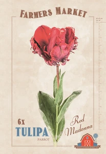 Tulipa Red Madonna | Capper 20 x 6 - image 4
