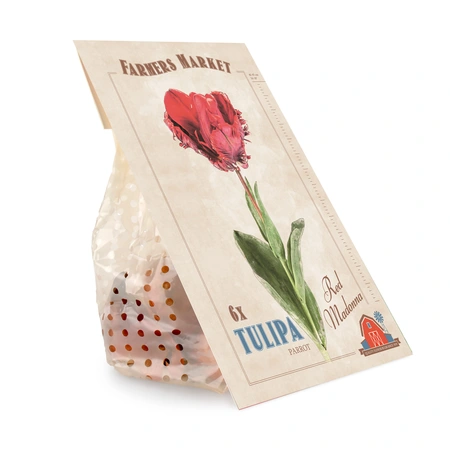 Tulipa Red Madonna | Capper 20 x 6 - image 3