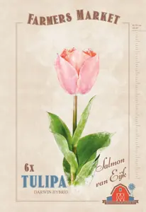 Tulipa Salmon van Eijk | Capper 20 x 6