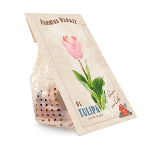 Tulipa Salmon van Eijk | Capper 20 x 6 - image 3