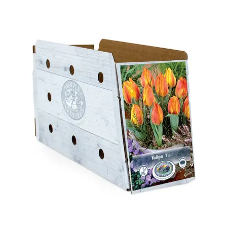 Tulipa Single Early Flair | Cappers 5 x 20 - image 2