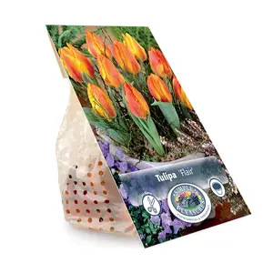 Tulipa Single Early Flair | Cappers 5 x 20 - image 3