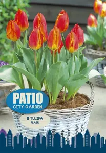 Tulipa Single Early Flair | Capper 20 x 8