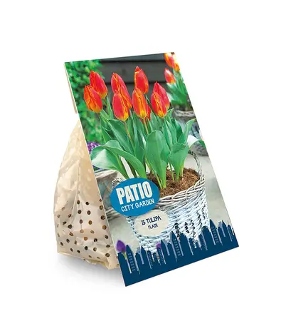 Tulipa Single Early Flair | Capper 20 x 8 - image 2