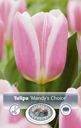 Tulipa Single Early Mandy's Choice | 80 pcs - image 2