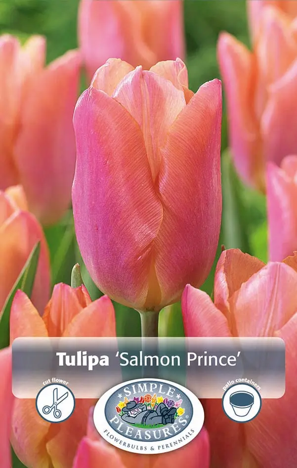 Tulipa Single Early Salmon Prince | 80 pcs - De Vroomen