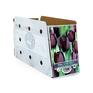 Tulipa Single Late Queen of Night | Cappers 5 x 20 - image 2