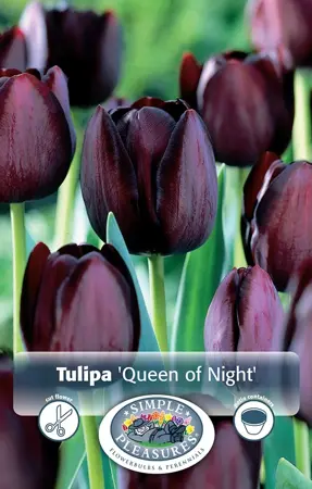 Tulipa Single Late Queen of Night | Cappers 5 x 20 - image 1