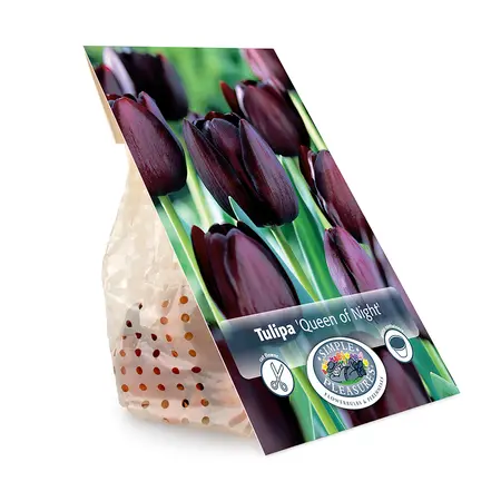 Tulipa Single Late Queen of Night | Cappers 5 x 20 - image 3